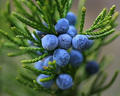 Essential Juniper Berry Oils