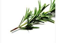 Rosemary Oil