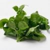 Watercress