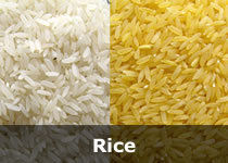 Organic Indian Rice