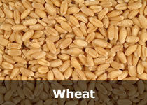 Organic Wheat