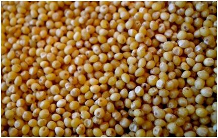 Millet - High Starch Content | Superior Quality Seeds for Human Consumption and Animal Feed, Delightful Taste and Aroma