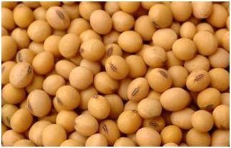 Soybean