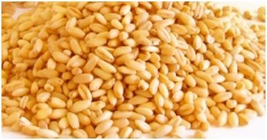 Wheat Gold