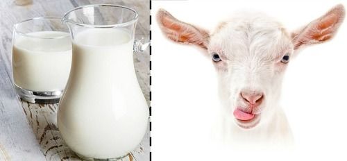 बकरी का दूध