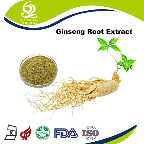 Panax Ginseng Extract Ginsenosides 7% Powder