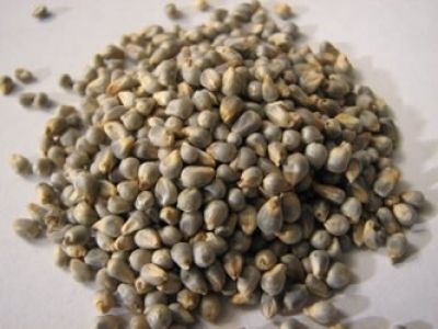 Bajra - High-Quality Sorghum Seed | Rapid-Growing, Moisture-Sensitive Crop, Ideal for Warm Climates