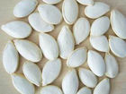 Snow White Pumpkin Seed