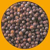 Mustard Seeds - Black, White, Brown Varieties, Hand-Harvested Fresh Pods