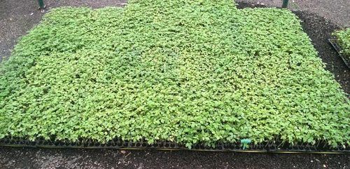 Tomato Seedlings