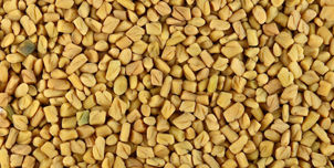 Fenugreek