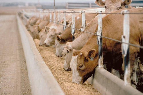 Cattle Feed Broken Biscuit