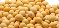 Yellow Soybean Meal