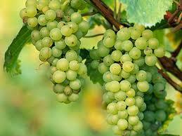 Grapes - Fresh Green & Dark Black Varieties | High Nutritional Value, Rich Taste, Clusters on Woody Vines