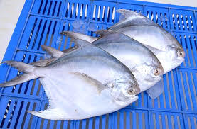 Pompfret Fish