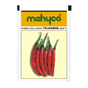 Chillies Hybrid Seeds