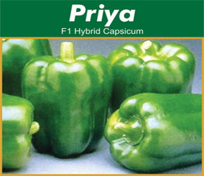 Hybrid Capsicum