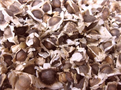 Moringa Seeds - Pure, Fresh, and Quality Assured | Rich in Taste, Free from Contamination, Accurate Composition