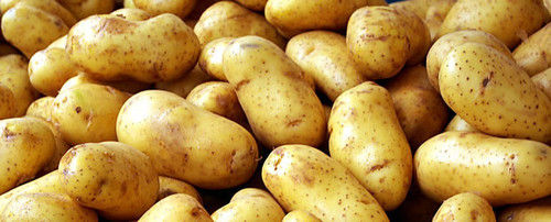 Fresh Potato - Starchy Tuberous Crop, High Nutritional Value and Rich Flavor, Versatile Culinary Use