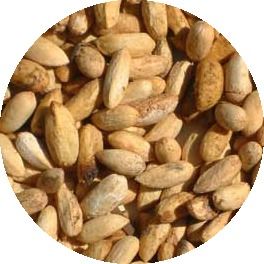 Neem Seed