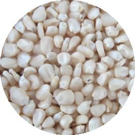 White Maize - Nutritious Grain | Air Tight Hygienic Packaging, Quality Tested, Sourced from Trusted Farmers