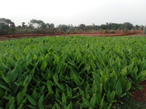 Turmeric Plant For Pongal Hardness: Rigid