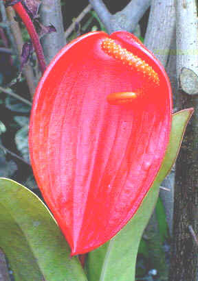 Anthurium Scherzeriannum