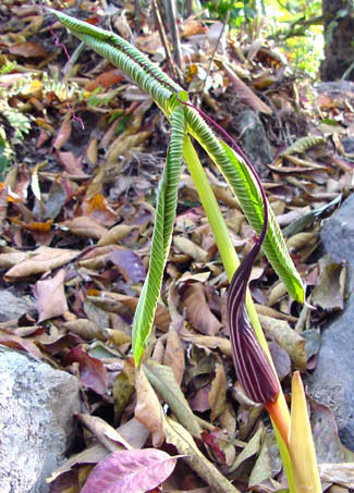 Arisaema Costatum