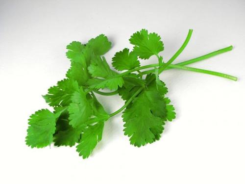 Fresh Coriander Leafs