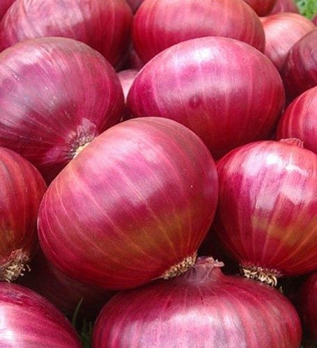 Fresh Indian Onion