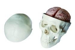 Skull Model