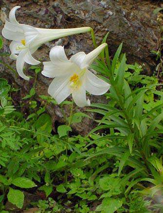 Lilium Longiflorum Dwarf Variety