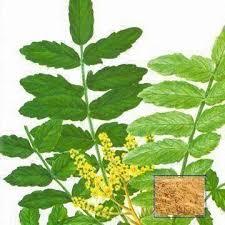 Boswellia Serrata Extract Powder - Premium Quality, Cultivated with Expert Botanists, Verified for Purity and Freshness