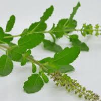 Ocimum Sanctum Leaf Extract