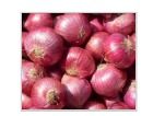 Red Onion