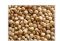 Sorghum Seeds - High Quality Sorghum Bicolor Grain, Drought Tolerant & Aroma Rich