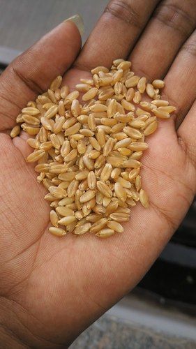 Exclusive Indian Wheat
