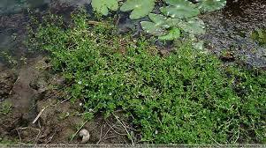 Bacopa Monnieri