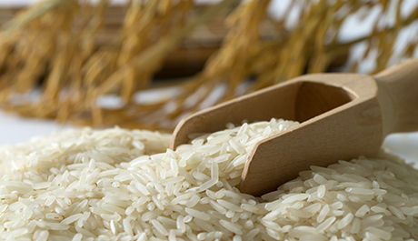  हाइब्रिड चावल