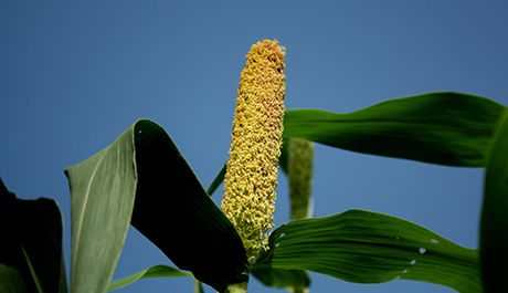 Pearl Millet (Bajra) - Nutritionally Rich Grain , Ideal for Food and Fodder Industries