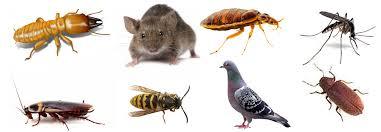 Rodent Control Service By PEST QUIT