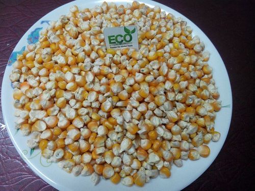 Certified Yellow Corn Maize