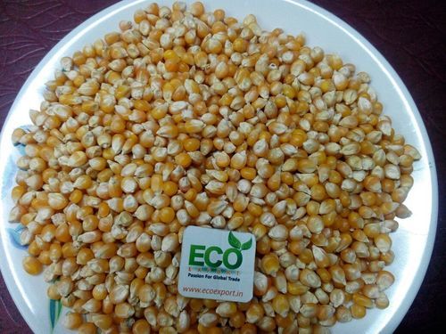 Yellow Corn - Machine Cleaned, 14% Max Moisture, 98% Purity, 2% Damaged Kernels, 20 ppb Max Aflatoxin, 50 Kg PP Bag Packing