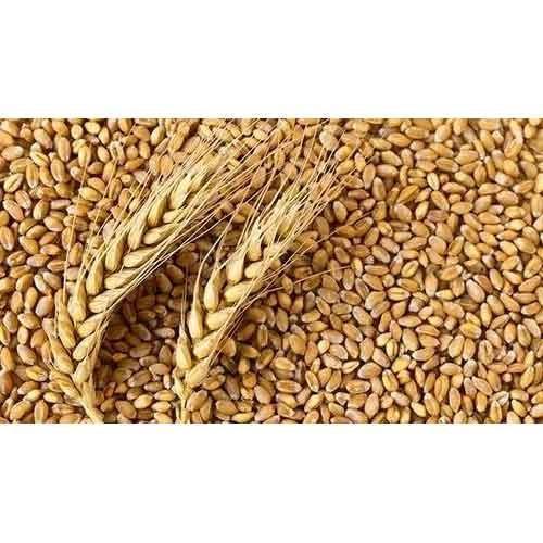 Natural Wheat Grain