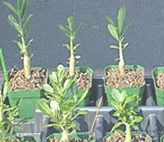 Plant Growth Regulators - Essential Nutrients & Enzymes for Optimal Growth | Advanced Nutrient Delivery System