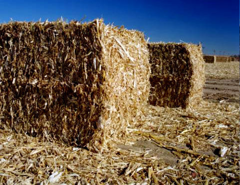 Wheat Straw, Packaging Type: Bales, Packaging Size: 50 kg at Rs 5000/tonne  in Nashik