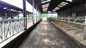 Dairy Shed