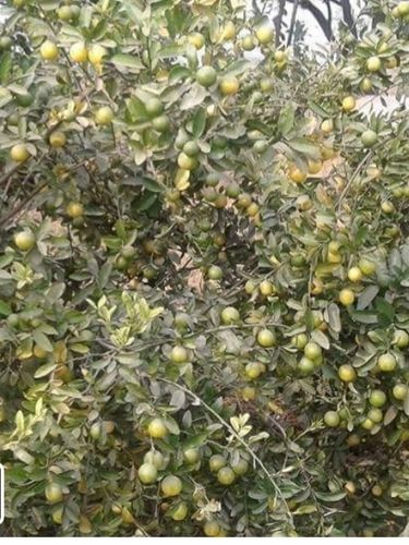 Pakistani Lemon Ye Kumbh Karte Lamon Plant