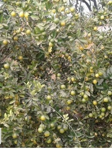 Pakistani Lemon Ye Kumbh Karte Lamon Plant Output Power: 0.75 Hp - 350 Hp Watt (W)