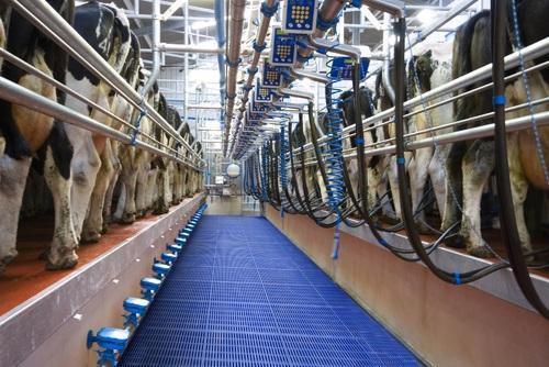 Swing Over Milking Parlour